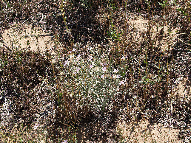 Lygodesmia juncea