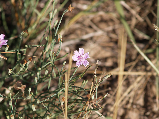 Lygodesmia juncea