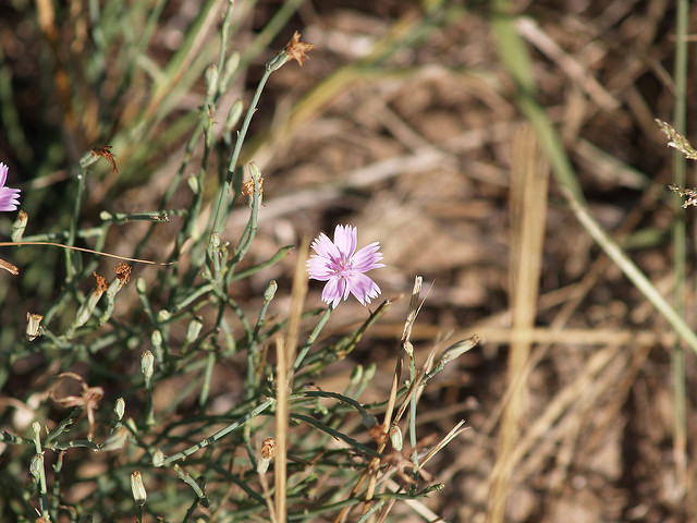 Lygodesmia juncea