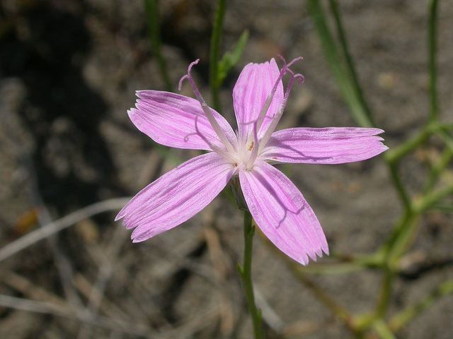 Lygodesmia juncea