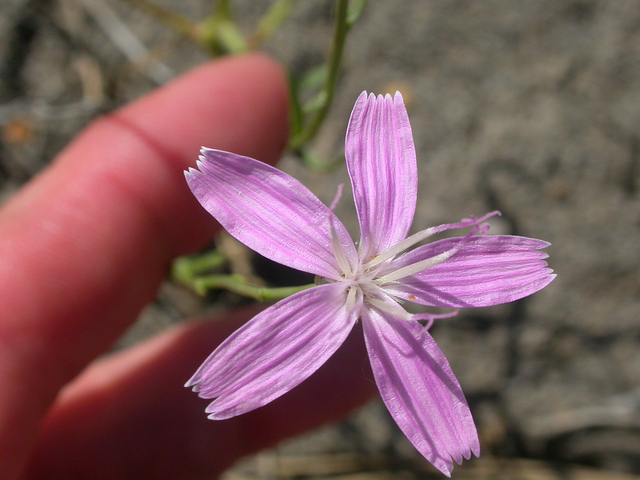 Lygodesmia juncea (Lygodesmia juncea)