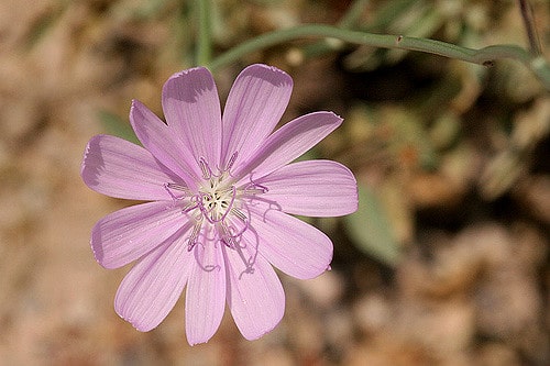 Lygodesmia texana (Lygodesmia texana)