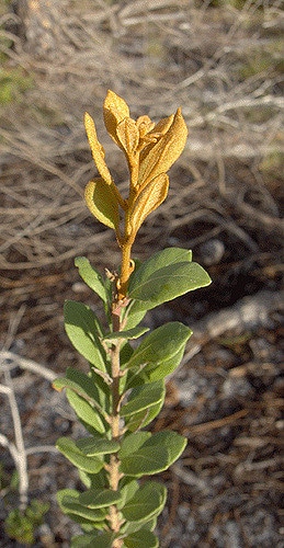 Lyonia fruticosa