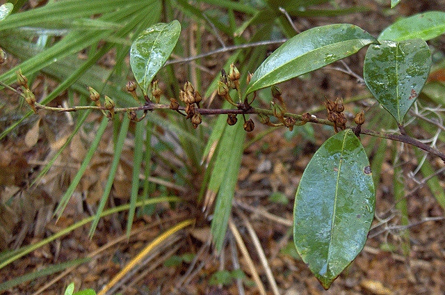 Lyonia fruticosa