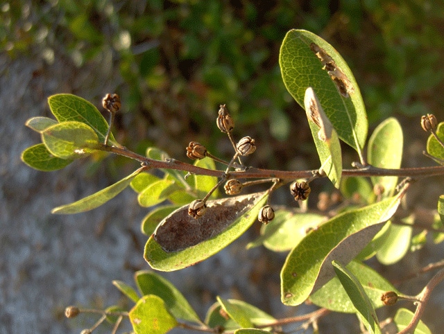 Lyonia fruticosa