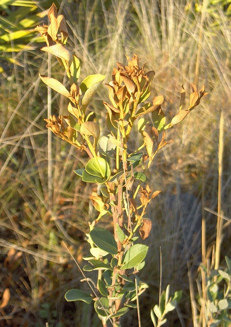Lyonia fruticosa