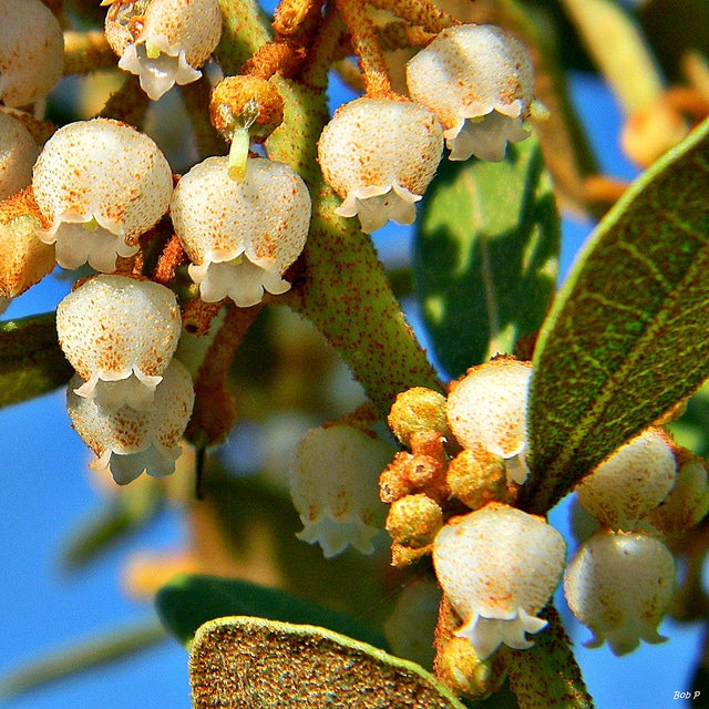 Lyonia fruticosa