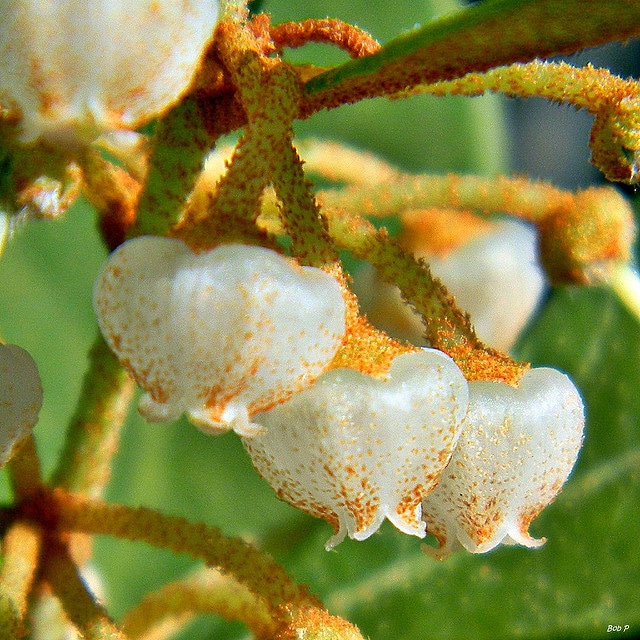 Lyonia fruticosa