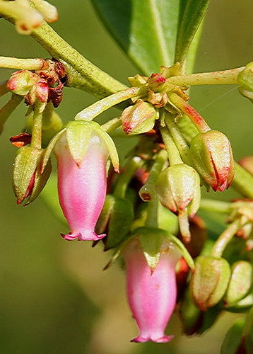Lyonia lucida