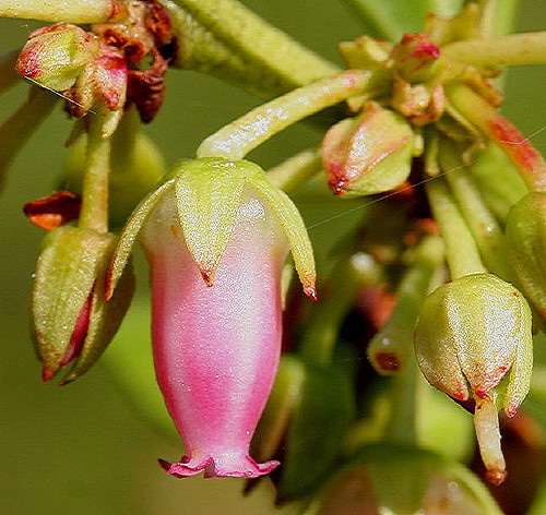 Lyonia lucida