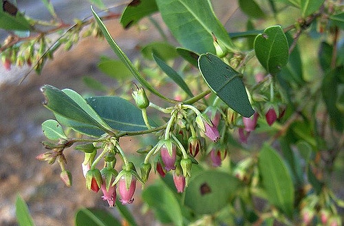 Lyonia lucida