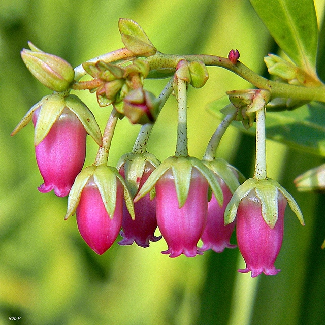 Lyonia lucida