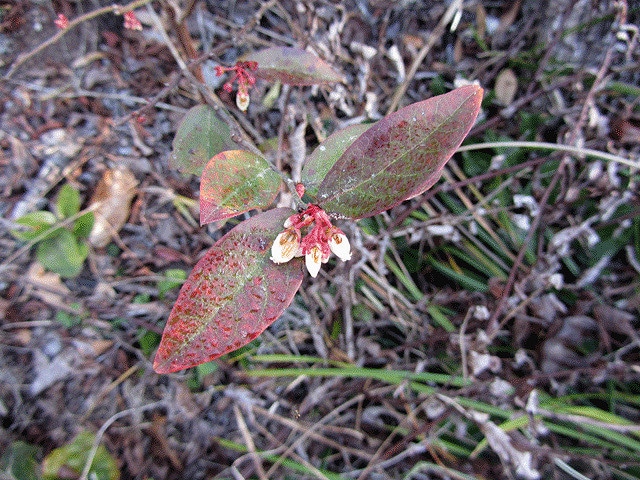 Lyonia lucida