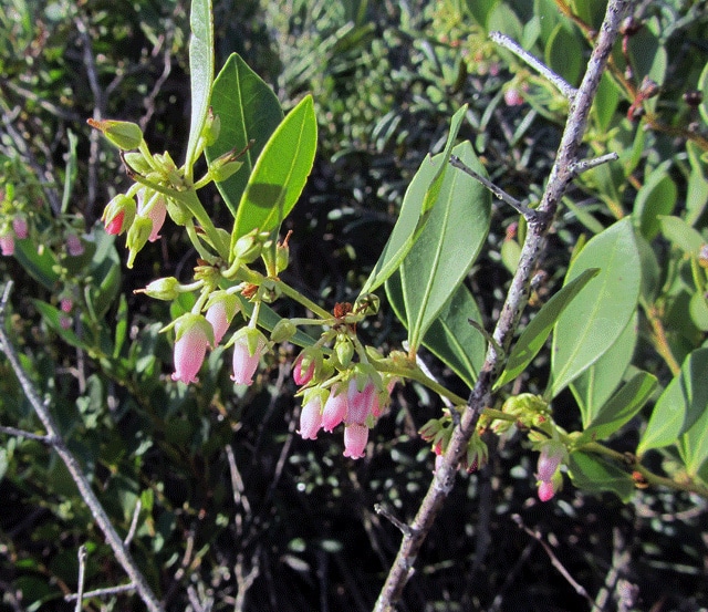 Lyonia lucida
