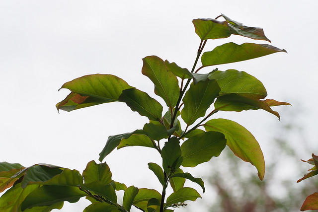 Lyonia ovalifolia