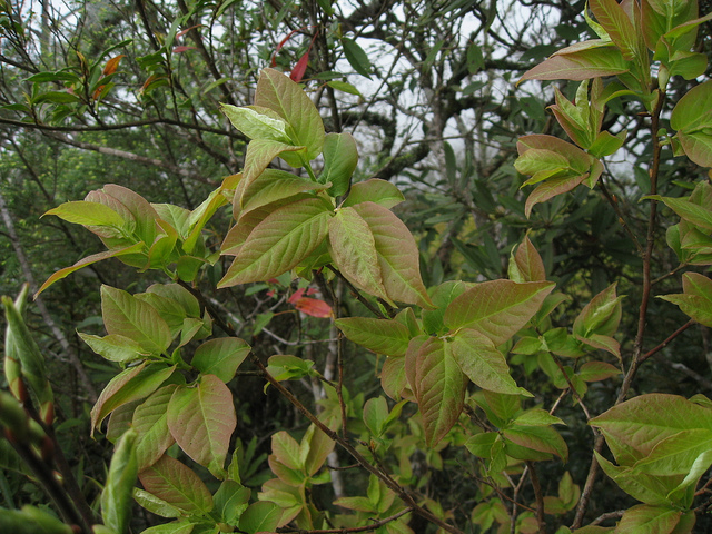 Lyonia ovalifolia