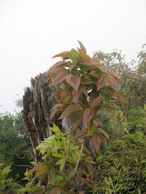 Lyonia ovalifolia