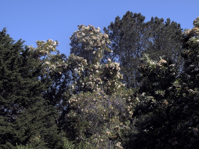 Lyonothamnus floribundus (Lyonothamnus floribundus)