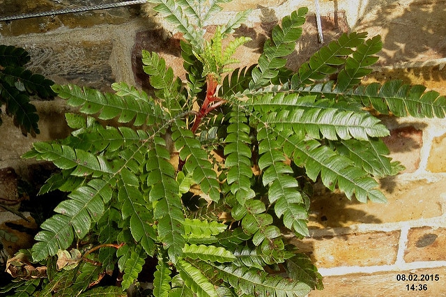Lyonothamnus floribundus