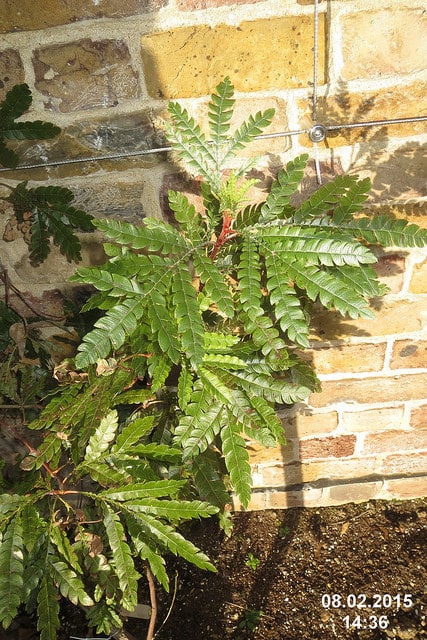 Lyonothamnus floribundus