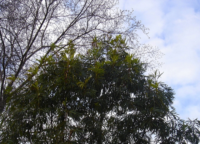 Lyonothamnus floribundus