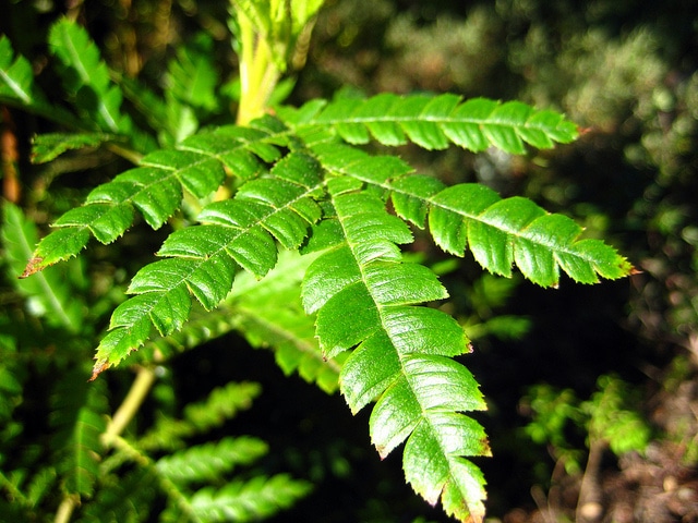 Lyonothamnus floribundus