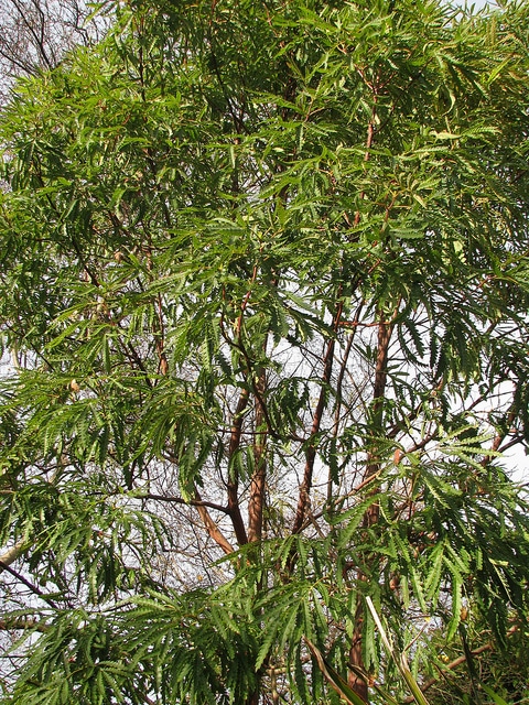 Lyonothamnus floribundus