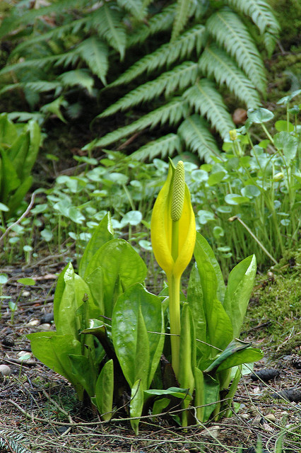 Lysichiton américain (Lysichiton americanus)