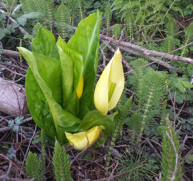 Lysichiton américain
