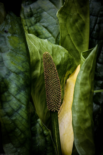 Lysichiton américain