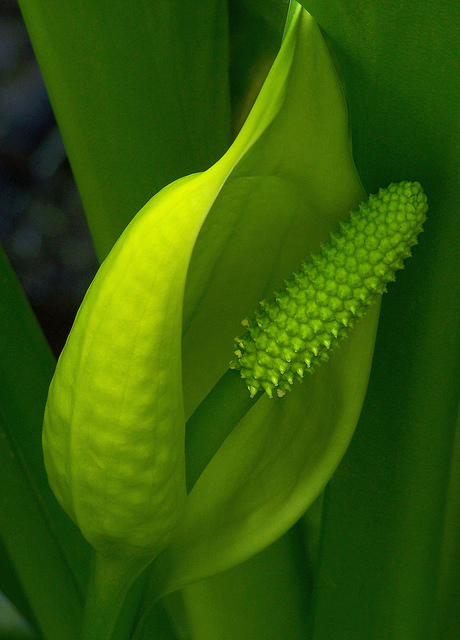 Lysichiton américain