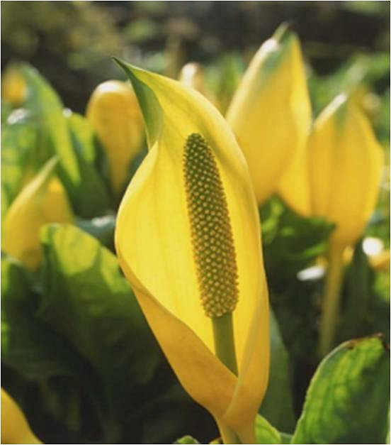 Lysichiton américain