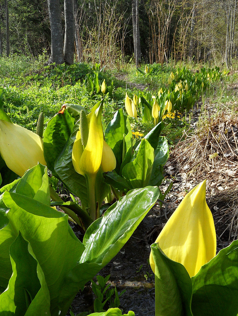 Lysichiton américain