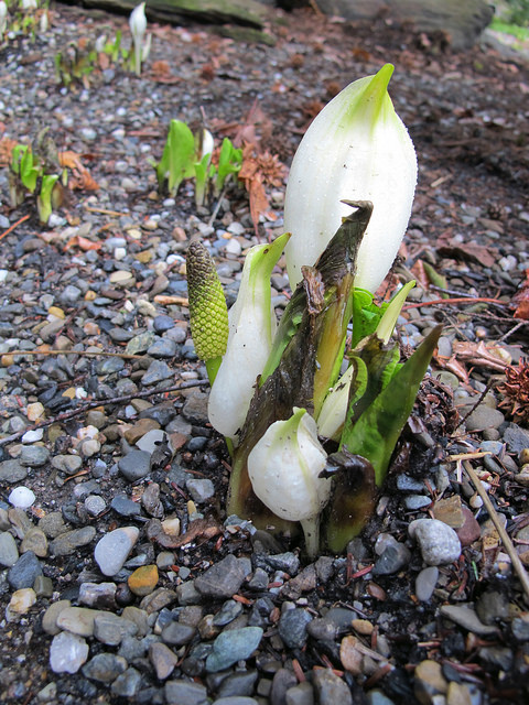 Lysichite blanc (Lysichiton camtschatcensis)