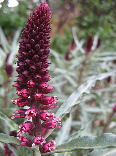 Lysimaque pourpre (Lysimachia atropurpurea)