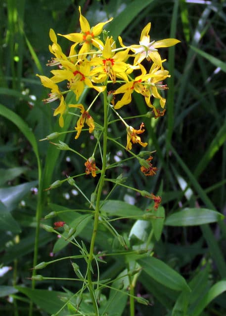 Lysimachia barystachys (Lysimachia barystachys)