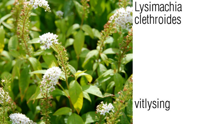 Lysimaque de chine