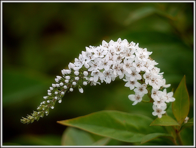 Lysimaque de chine (Lysimachia clethroides)