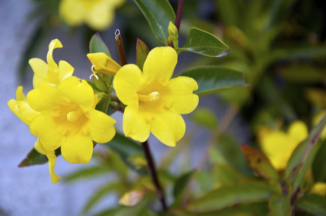 Lysimaque (Lysimachia congestiflora)