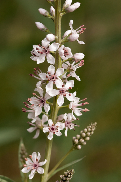 Lysimaque à feuille de saule (Lysimachia ephemerum)