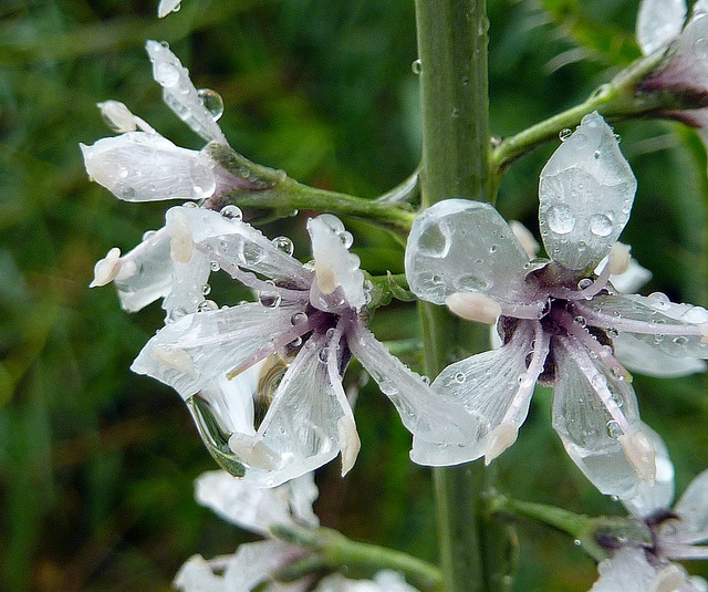Lysimaque à feuille de saule