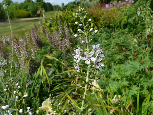 Lysimaque à feuille de saule