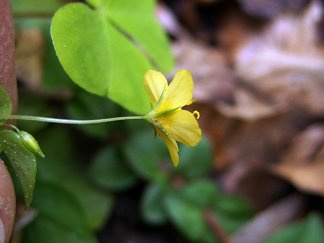 Lysimaque des bois (Lysimachia nemorum)