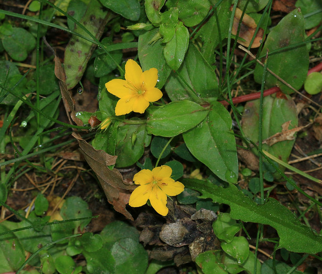 Lysimaque des bois