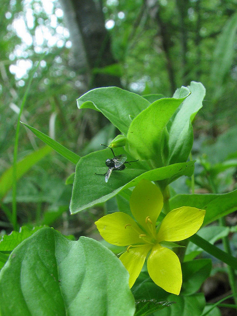 Lysimaque des bois