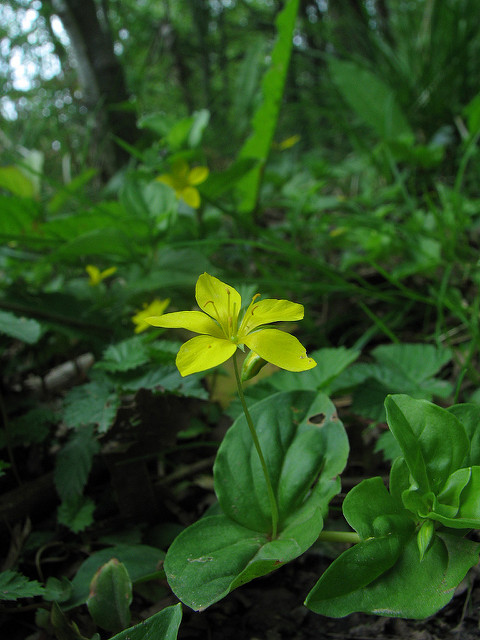 Lysimaque des bois