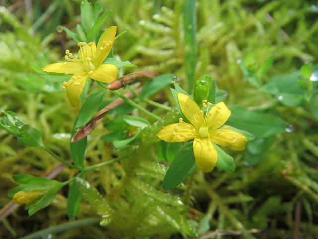 Lysimaque nummulaire