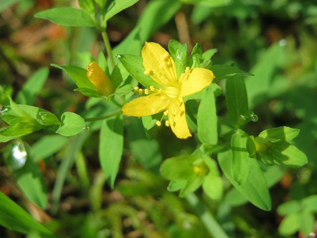 Lysimaque nummulaire
