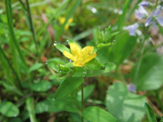 Lysimaque nummulaire