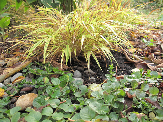 Lysimaque nummulaire (Lysimachia nummularia)